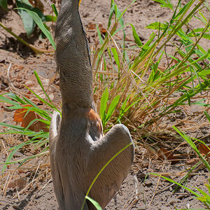 2013-03-20 27 Sunbathing Bare-throated Tiger Heron.jpg