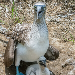 2017-02-09 18 Blue-footed Booby with Chick.jpg