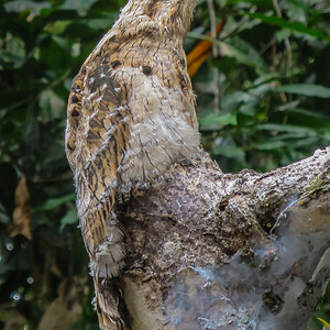 2017-02-19 12 Great Potoo.jpg