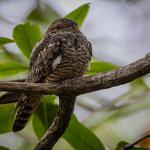 2022-01-02 30 Common Nighthawk.jpg