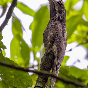 2024-01-19 16 Common Potoo.jpg