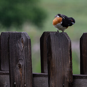 DSC_8016-Verbessert-RR.jpg