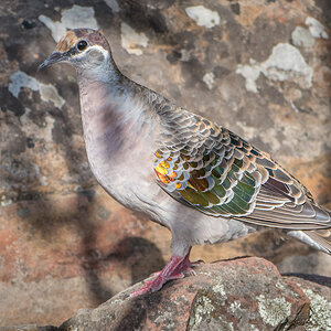 2018-02-05 04 Common Bronzewing.jpg