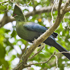 2020-02-03 62 Knysna Lourie.jpg