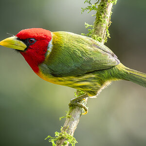 2024-01-04 08 Red-headed Barbet.jpg