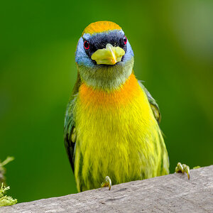 2024-01-04 21 Female Red-headed Barbet.jpg