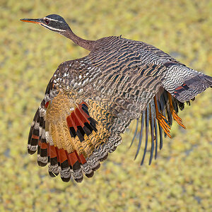 2024-09-18 15 Sunbittern in Flight.jpg