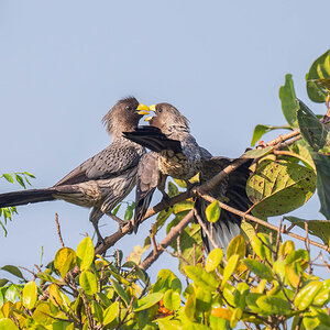 2024-12-15 016 Western Plaintain Eaters.jpg