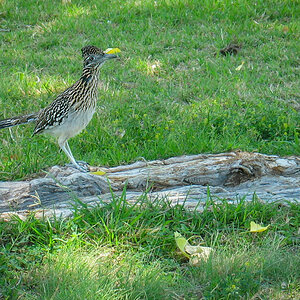 2006-04-12 40 Greater Roadrunner.jpg