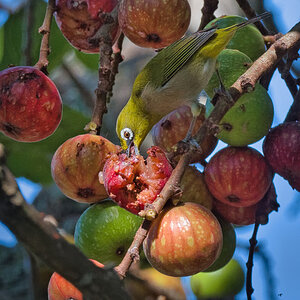 2020-02-11 25 Cape White-eye.jpg