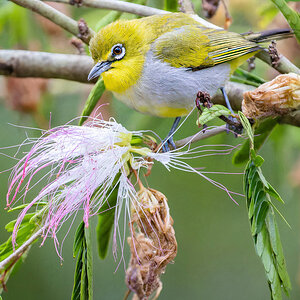2023-02-10 06 Swinhoes White-eye.jpg
