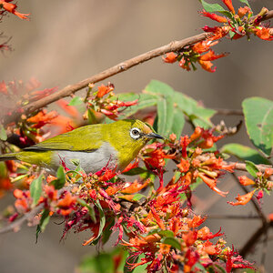 2025-04-05 05 Indian White-eye.jpg