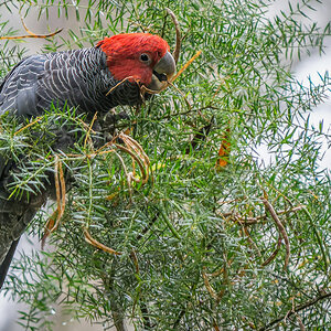 2018-01-15 04 Gang-gang Cockatoo.jpg