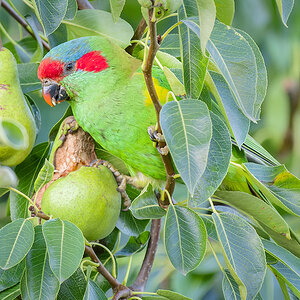 2023-01-08 04 Musk Lorikeet.jpg