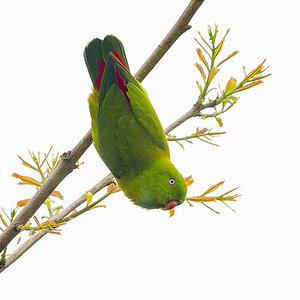 2025-04-07 022 Vernal Hanging Parrot.jpg