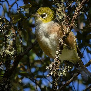 2023-01-24 16 Silvereye.jpg