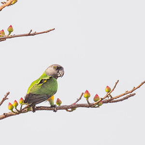 2024-12-17 121 Senegal Parrot.jpg