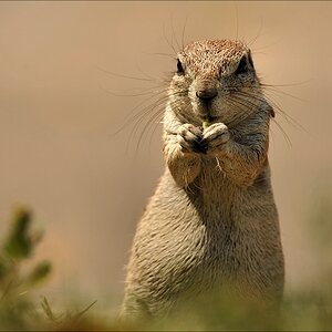 comp Namibia 09 17967