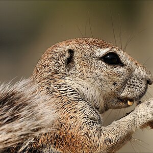 comp Namibia 09 18326