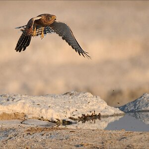 comp Namibia 09 19931