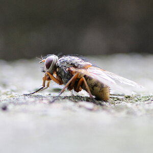 Fliege 1