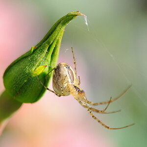 Spinne 1