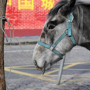 Dublin
Smithfield horsemarket