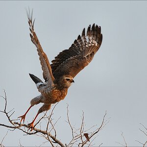 comp Namibia 09 20488