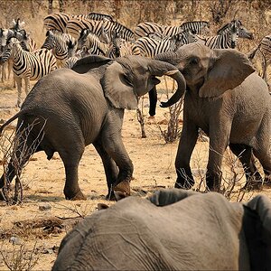 comp Namibia 09 21331
