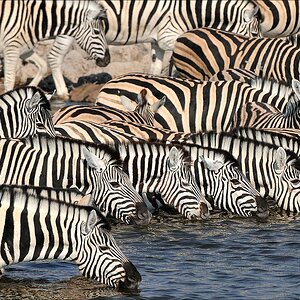 comp Namibia 09 15360