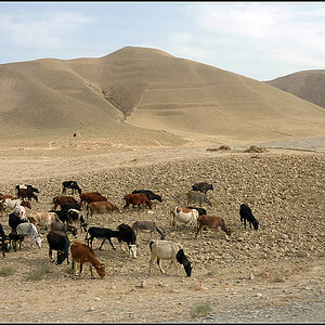 afg64