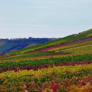 Herbst im Weinberg