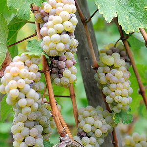 mosel 4 JKK 3712