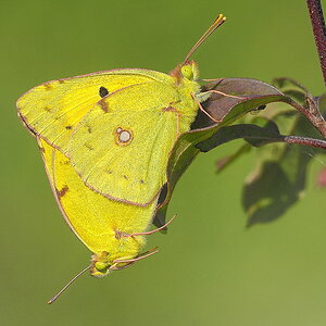 Schmetterlinge