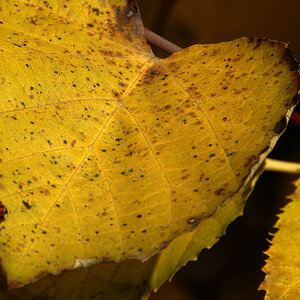 Blatt mit Marienkäfer Kopie