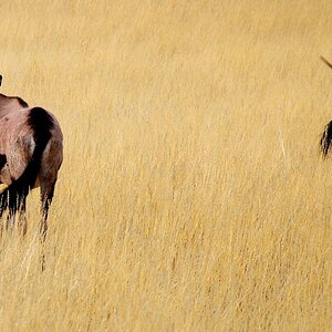 Oryx Antilopen1