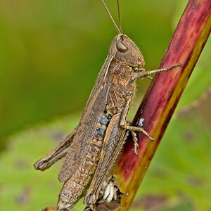 heugumper