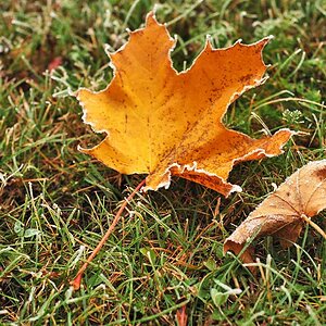 Ahorn Herbst
