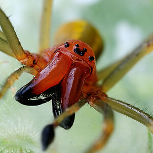 Spinnenportrait