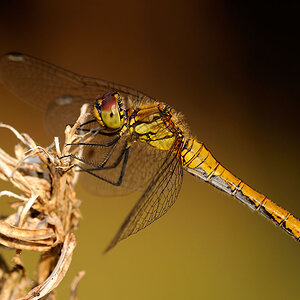 Libelle im Abendlicht