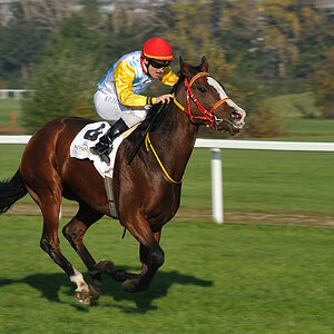 20091101 145117 galopp muenchen