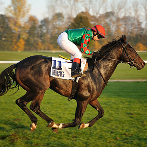 20091101 160024 galopp muenchen 03