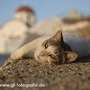 Katze im Abendlicht