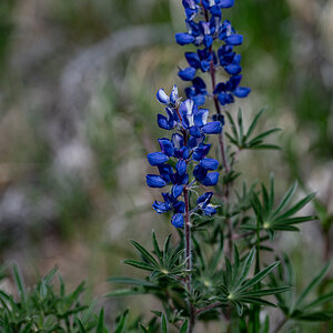 DSC_8510.jpg