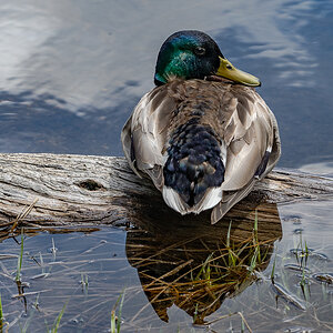DSC_8777.jpg