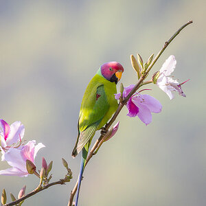 2025-04-05 13 Plum-headed Parakeet.jpg