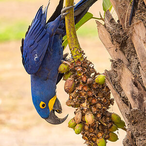 2024-09-18 33 Hyacinth Macaw.jpg