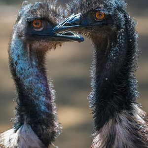 2018-02-04 24 Emus.jpg