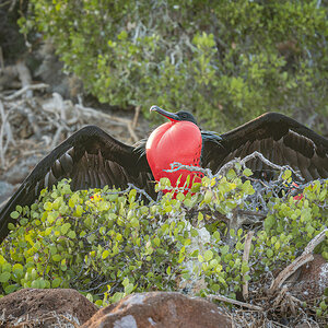 2024-01-31 11 Great Frigatebird.jpg
