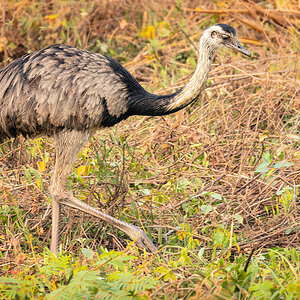 2024-09-15 048 Greater Rhea.jpg